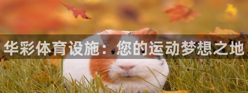 意昂3新能源：华彩体育设施：您的运动梦想之地